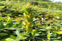 Alysicarpus sanjappae